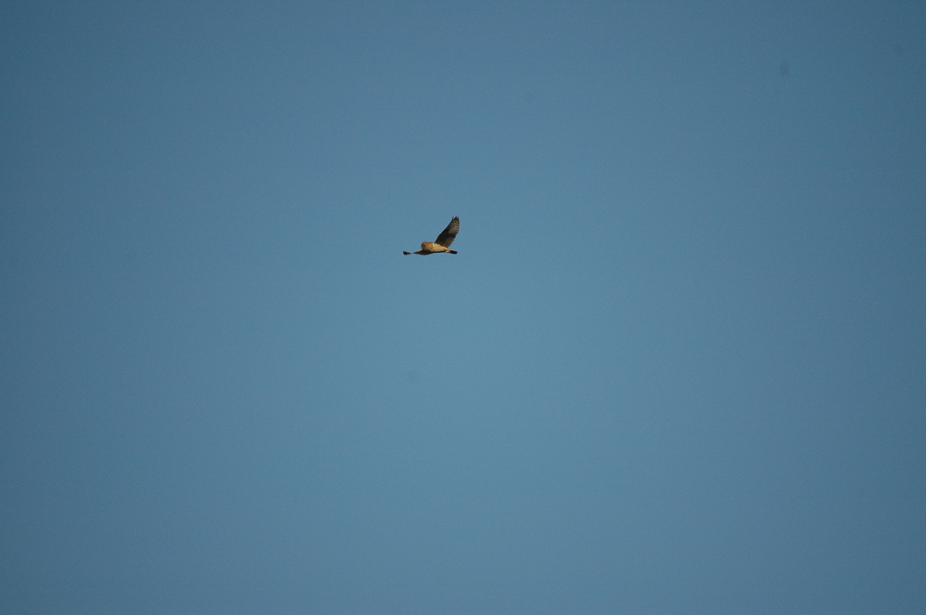 photos/wildlife/Bird_Species/085-Typical_Owls/2826-Short-eared Owl/DSC_4767.JPG